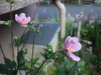 DSC00798