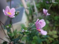 DSC00799