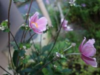 DSC00800