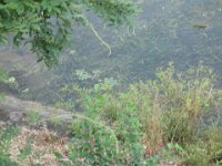 DSC00980