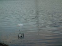 DSC00981
