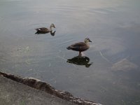 DSC01004