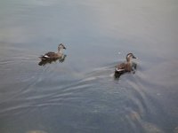 DSC01005