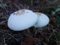 DSC01484