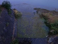 DSC02339