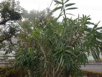 DSC03633