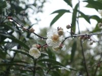DSC04730