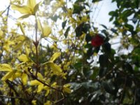 DSC05252