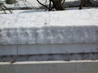 DSC05981