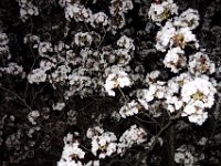 DSC06010