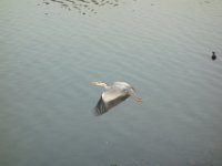 DSC06264