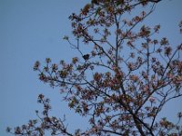 DSC06270