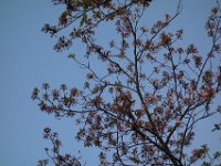 DSC06271