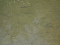 DSC06332