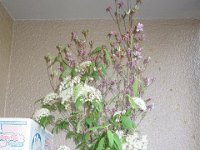 DSC06627
