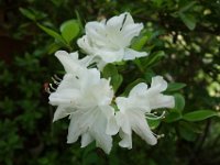 DSC06668