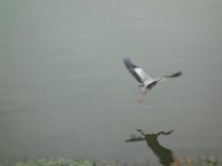 DSC07034