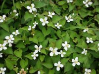 DSC07617