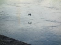 DSC07975