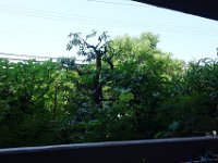 DSC08336