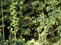 DSC01701
