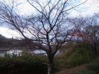 RIMG0531