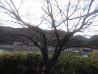 RIMG0642
