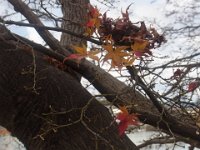 RIMG0756
