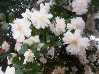 RIMG0763