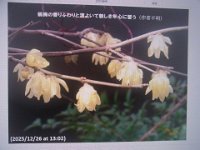 RIMG0773