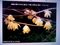 RIMG0773X