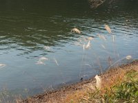 RIMG0869