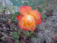 RIMG0877