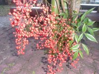 RIMG0879