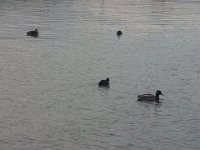 RIMG0959