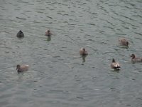 RIMG0960