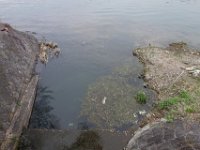 DSC04654