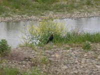 RIMG0099