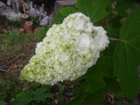 RIMG0603