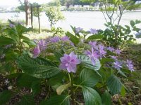 RIMG0736