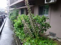 DSC06475